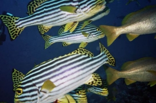 Habitantes especiales 